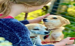 Miniature Pinscher dogs for adoption: Lisa’s Story: Saved Minutes Before Death - Image 4
