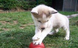 Siberian Husky dogs for sale: Siberian Husky puppies for sale ready now - Image 15