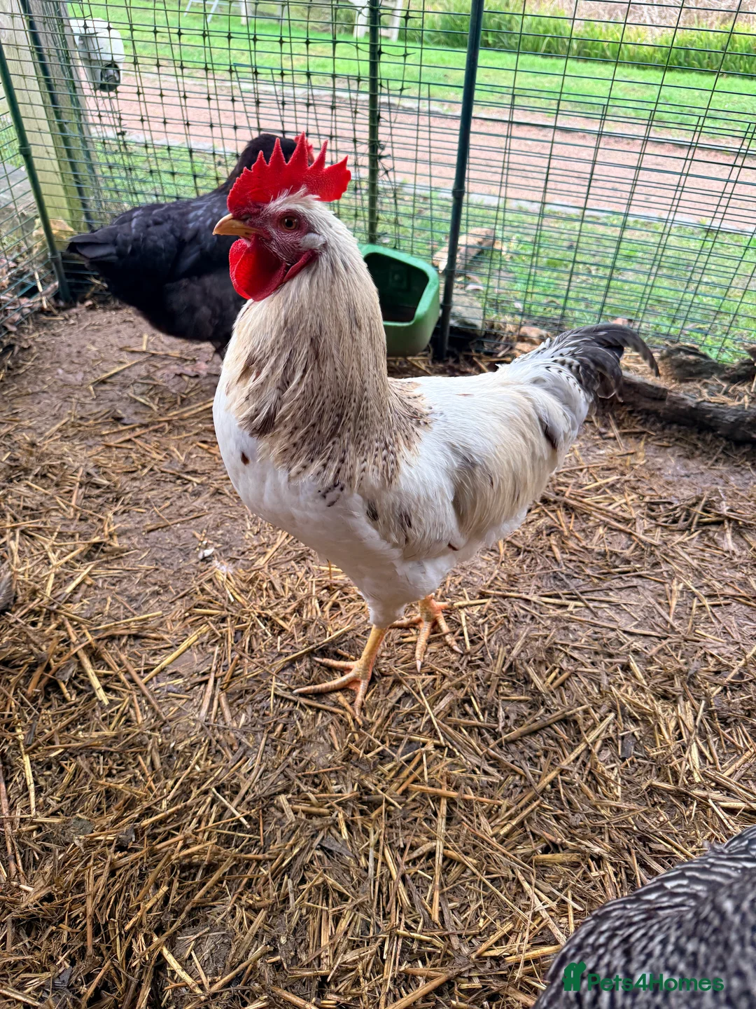 Chickens poultry for sale: Cockerel needs rehoming!  - Advert 4