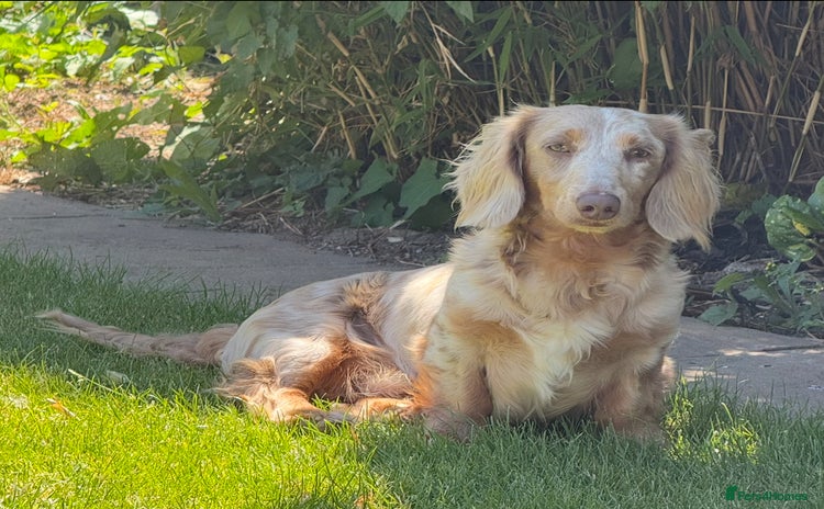 Miniature Dachshund dogs - Advert 1
