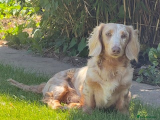 Miniature Dachshund dogs - Advert 5