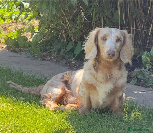 Miniature Dachshund dogs - Advert 8