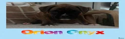 Boxer dogs for sale: 🐾 Exceptional Pedigree KC Reg. Boxer Puppies 🐾 - Advert 10