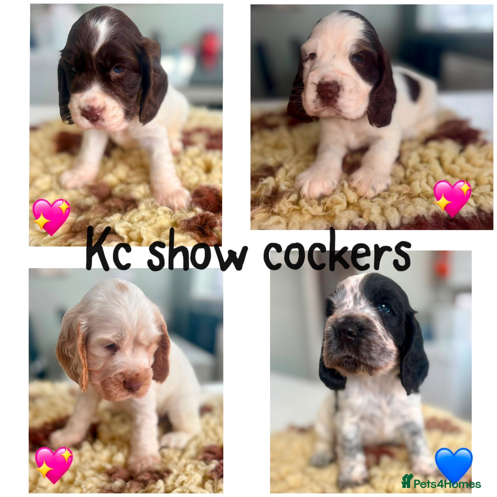 Cocker Spaniel dogs Stunning Litter of 8 show cocker spaniels  - Advert 1