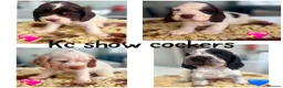 Cocker Spaniel dogs for sale: Stunning Litter of 8 show cocker spaniels  - Advert 1