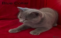 British Shorthair cats for sale: 5 Gorgeous Playful Friendly BSH Kittens Ready Now - Image 6