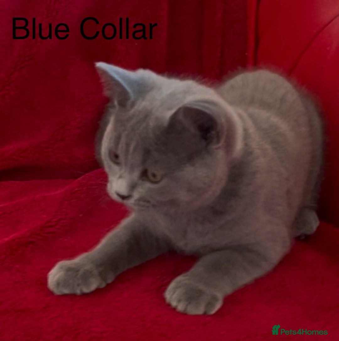 British Shorthair cats for sale: 5 Gorgeous Playful Friendly BSH Kittens Ready Now - Image 6