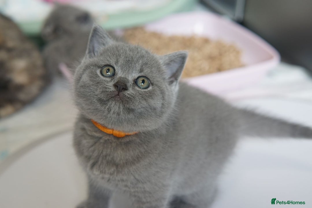 British Shorthair cats for sale: British Shorthair Kittens – GCCF Registered - Image 8
