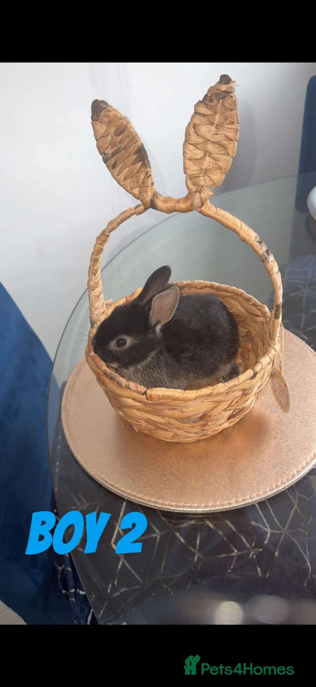 Mixed Breed rabbits for sale: 3 baby rabbits looming for thier forever home - Advert 2