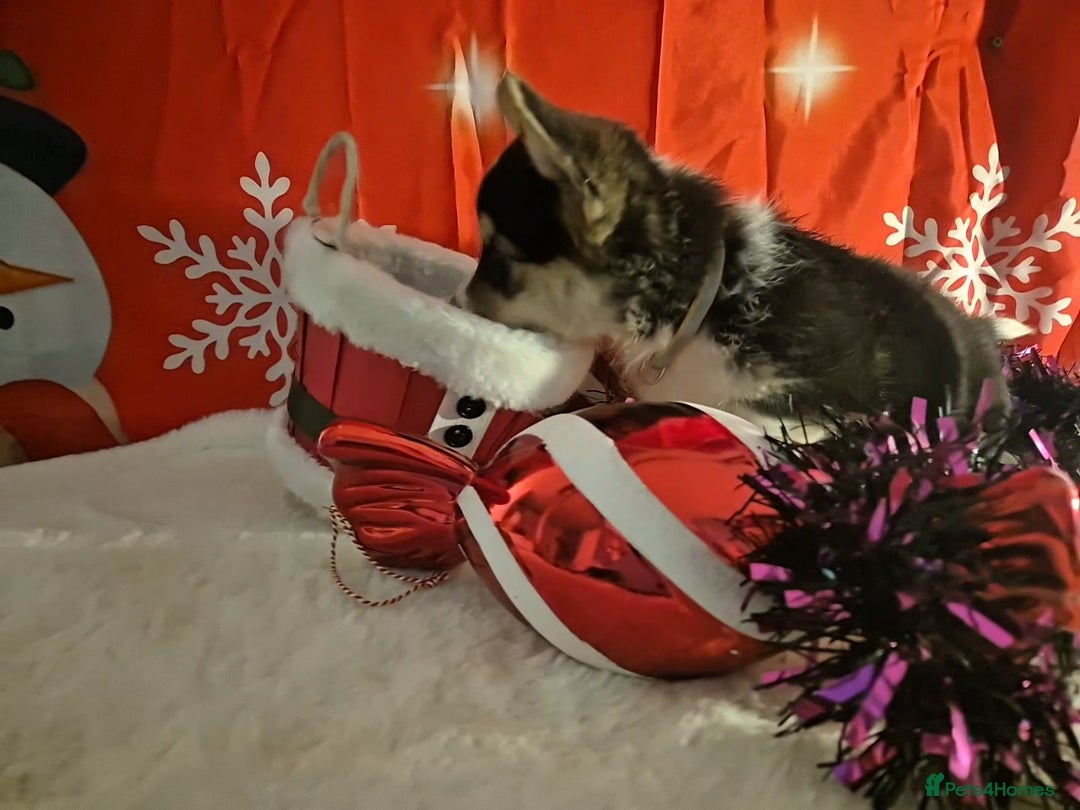 Welsh Corgi Pembroke dogs for sale: Kc reg Serbian lined bob & longtail - Advert 10