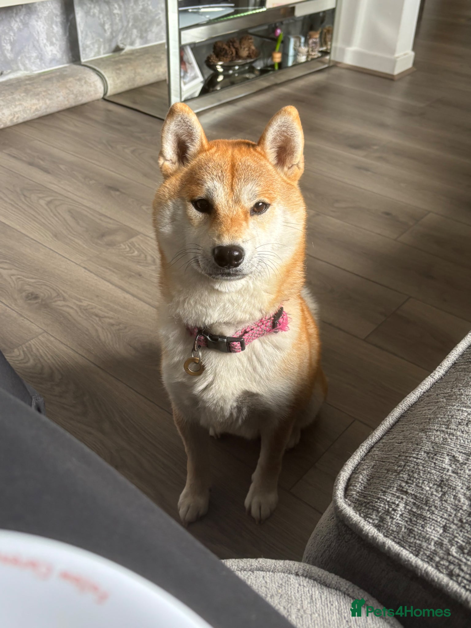 Japanese Shiba Inu dogs Japanese Shiba Inu *two girls left* - Advert 12