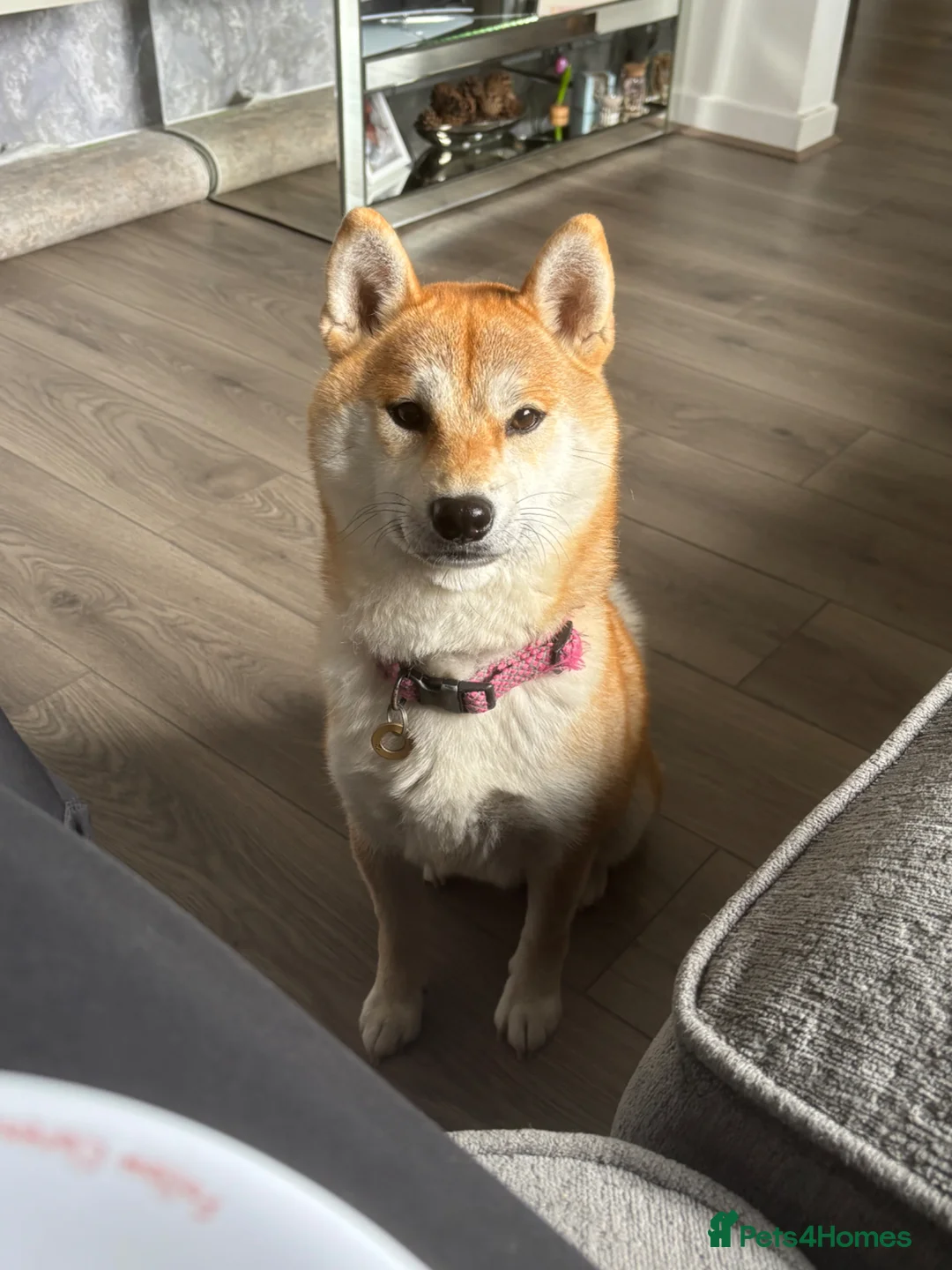 Japanese Shiba Inu dogs for sale: Japanese Shiba Inu *two girls left* - Advert 1