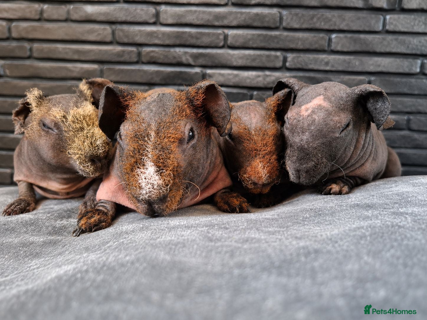 Guinea Pig rodents Purebred skinny pigs 💙🩷 - Advert 17