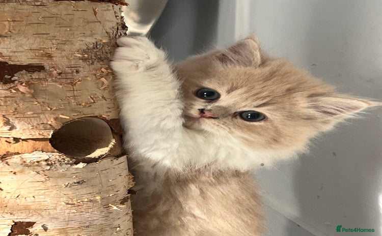 Scottish Fold cats - Advert 8