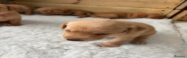 Labrador Retriever Puppy 8