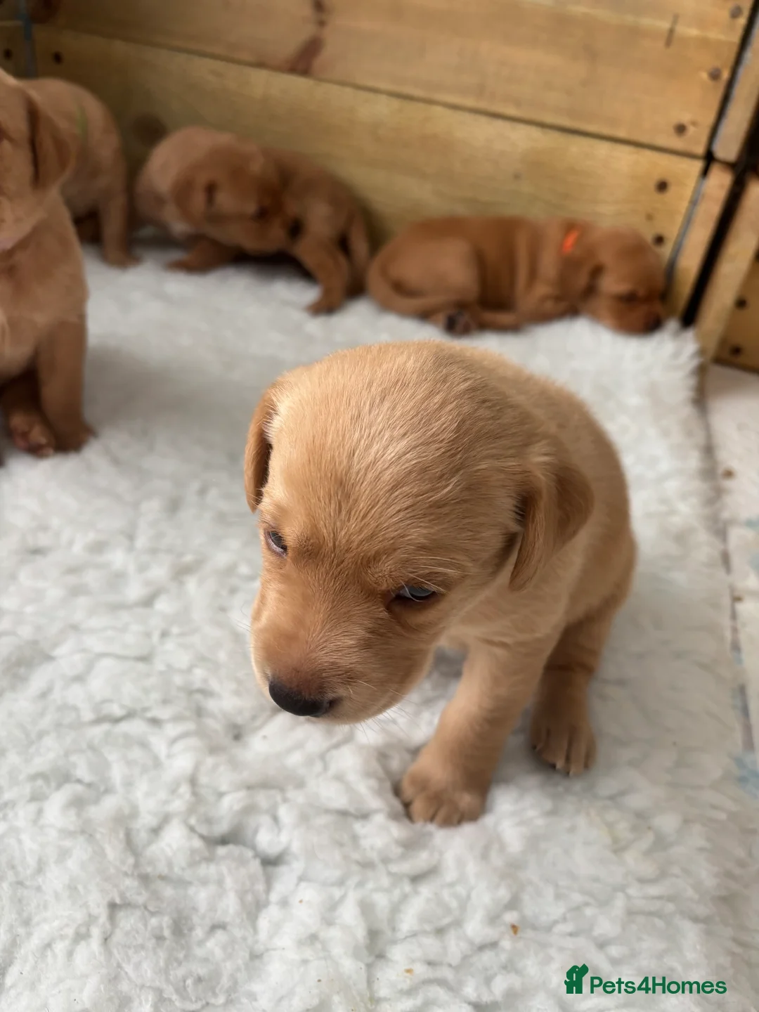 Labrador Retriever dogs for sale: Gorgeous Labrador puppies  - Advert 2