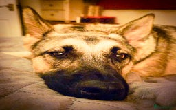 Mixed Breed dogs for adoption: FREYA - Looking for a loving, supportive home. - Image 14