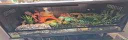 Leopard Gecko reptiles for sale: Leopard Gecko with full setup - Advert 3