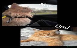 Maine Coon cats for sale: Ginger Polydactyl Main Coon kittens available - Image 23