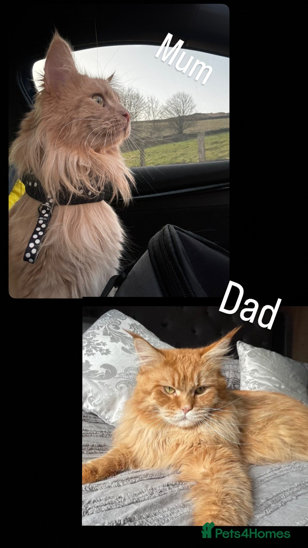 Maine Coon cats for sale: Ginger Polydactyl Main Coon kittens available - Image 23