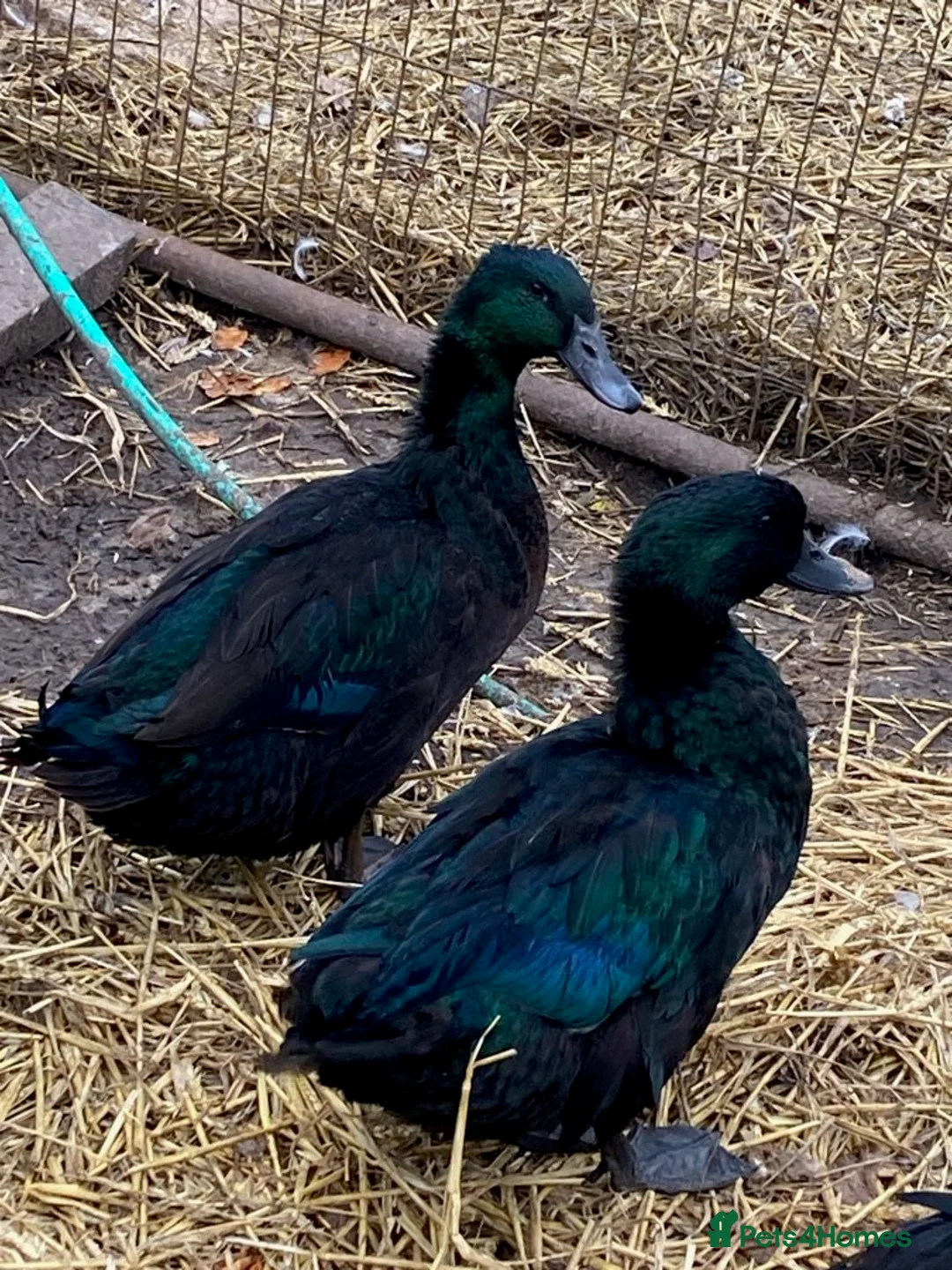 Chickens poultry for sale: Chicken & Duck Hatching Eggs - Advert 6