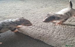 Miniature Bull terrier dogs for sale: Tri merle male - Advert 2