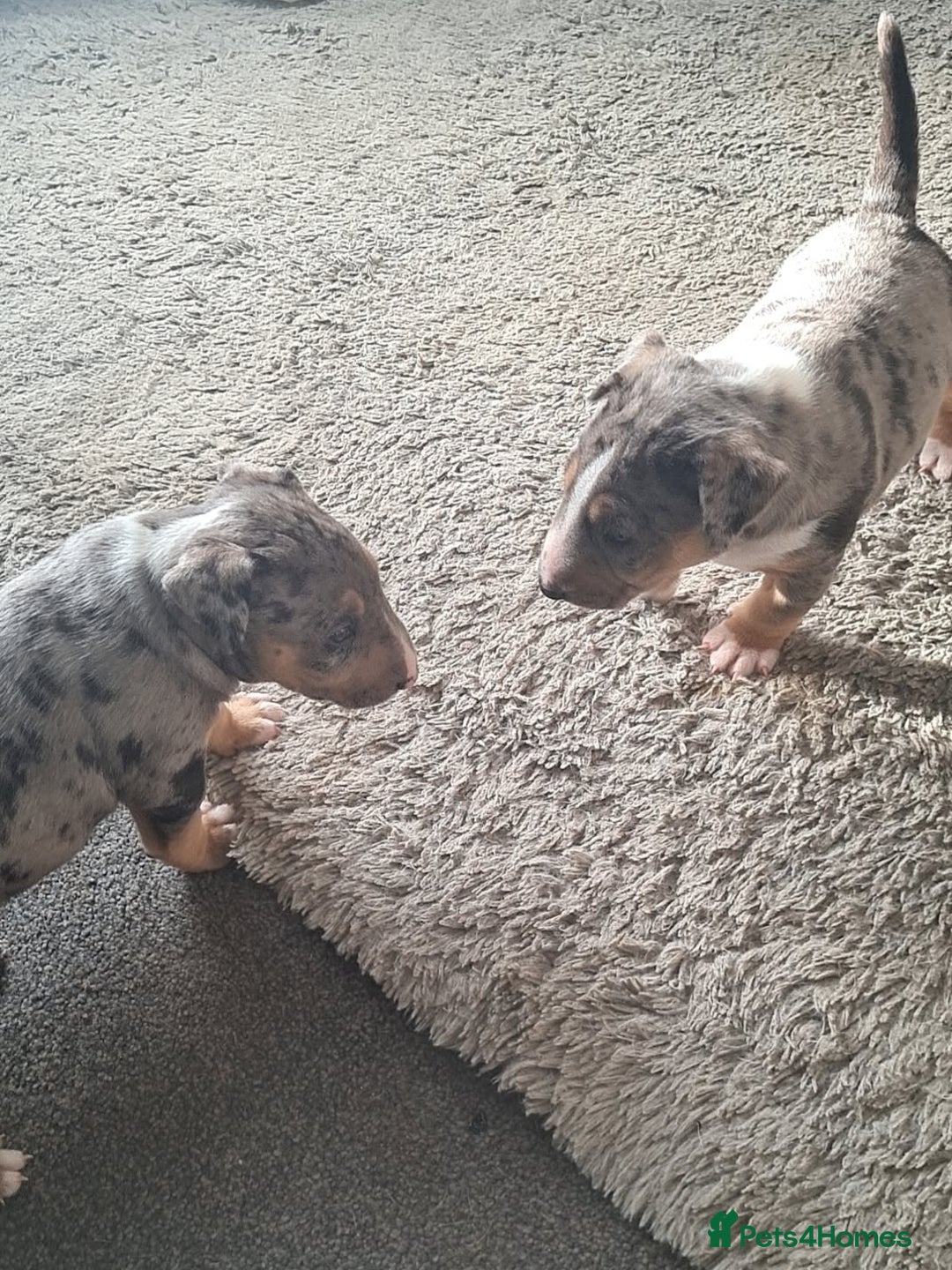 Miniature Bull terrier dogs for sale: Tri merle male - Advert 2