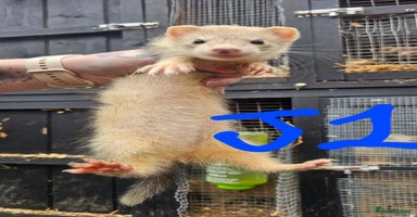 Ferret rodents - Advert 5