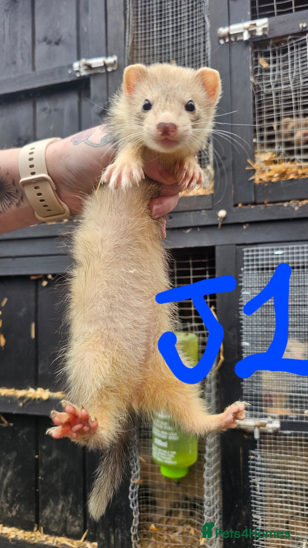 Ferret rodents for sale: Ferret Kits - Image 2