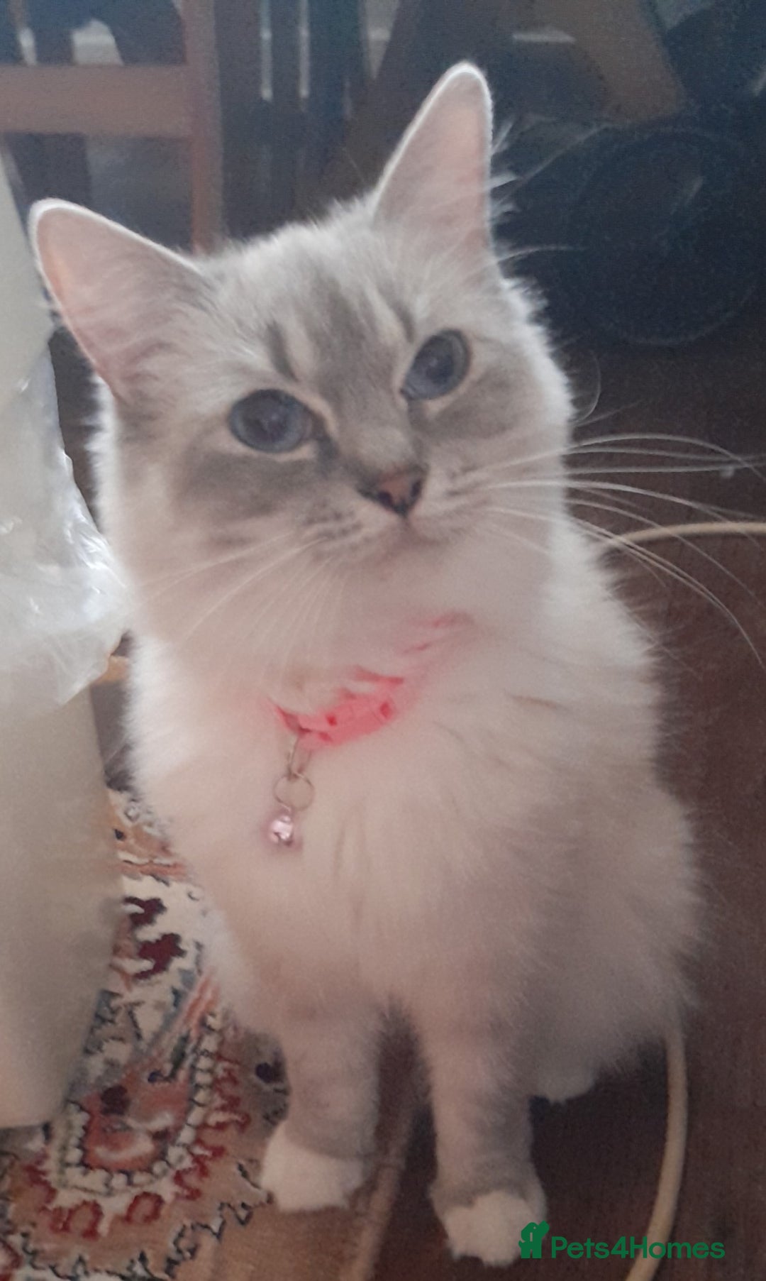 Ragdoll cats for sale: GCCF in Paisley  - Advert 7