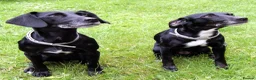 Mixed Breed dogs for sale: Two 8-year-old Cocker-Jack sisters - Advert 5