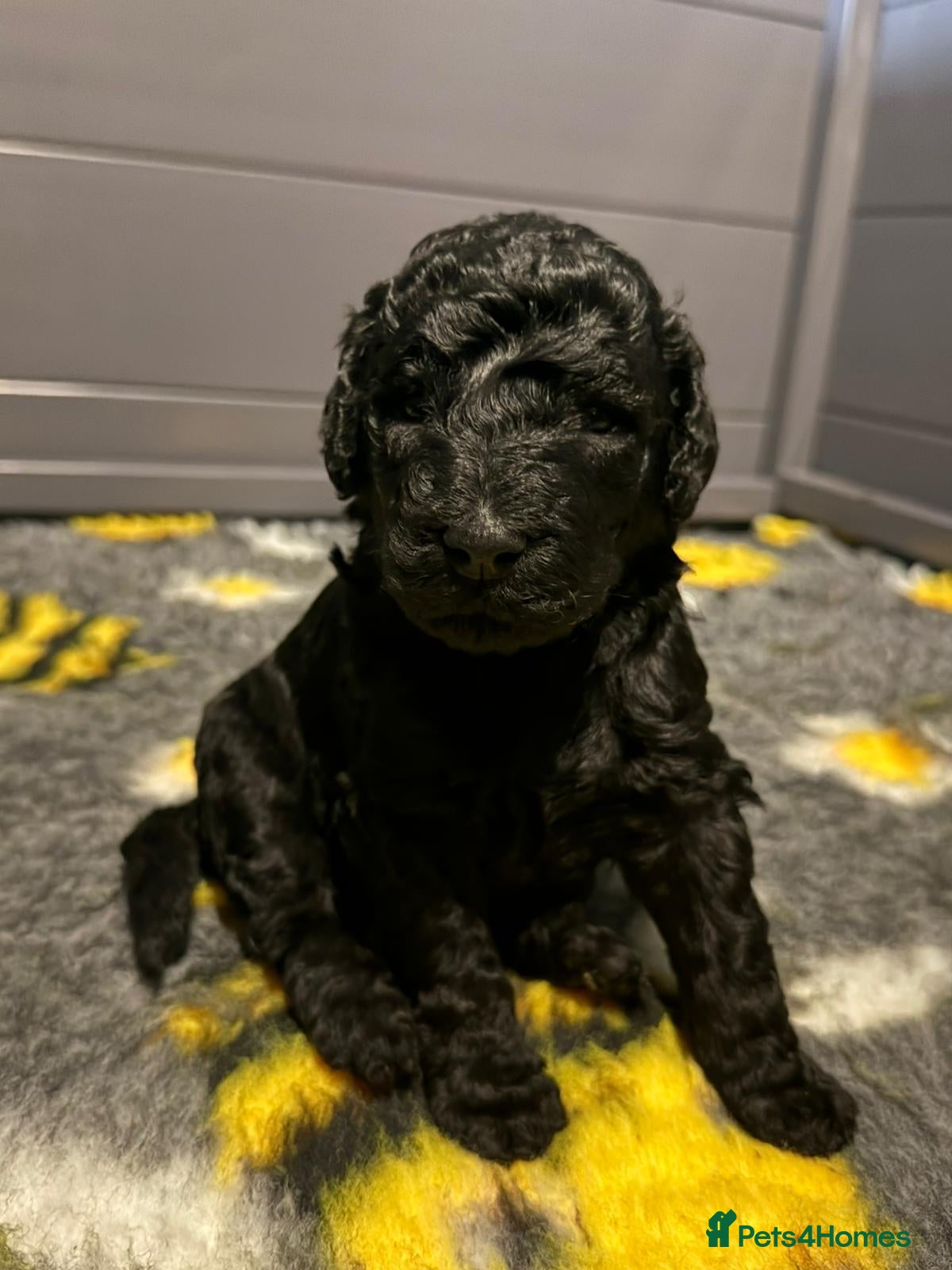 Standard Poodle dogs KC STANDARD POODLES  - Advert 5