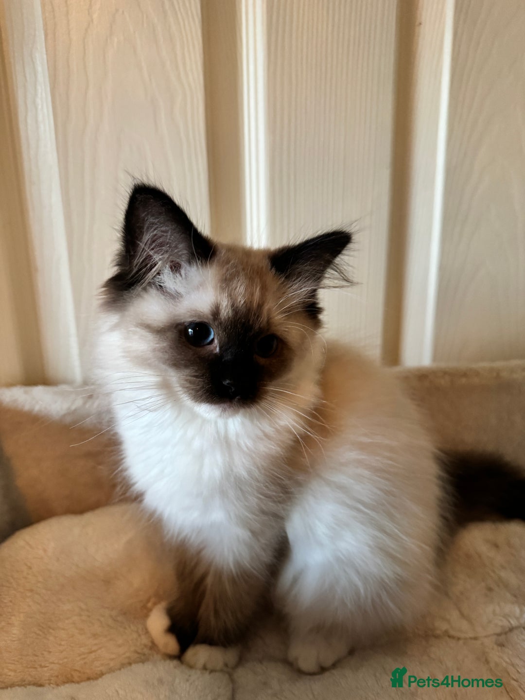 Ragdoll cats for sale: Beautiful Ragdoll kittens - Advert 8