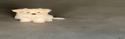 Maltese dogs for sale: Selling Bichon Maltese  - Advert 4