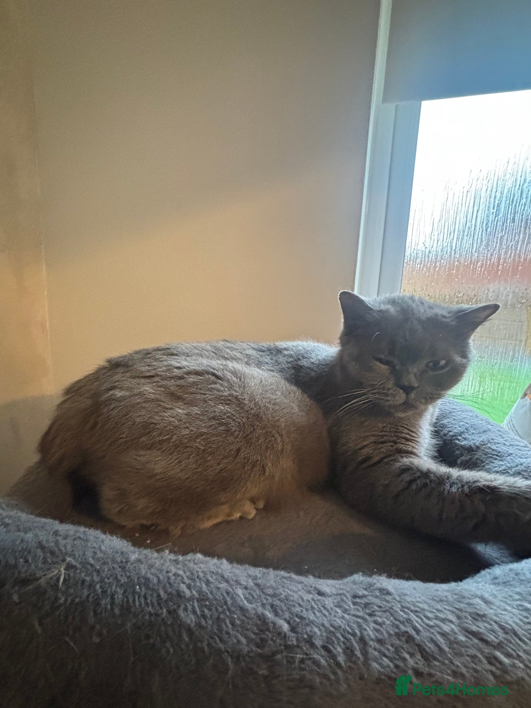 British Shorthair cats for sale: British short hair kittens  - Advert 2