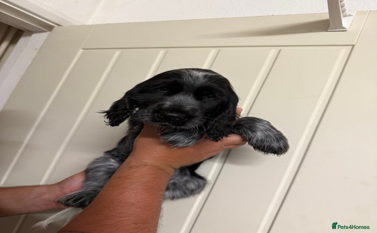 Cocker Spaniel dogs - Advert 11