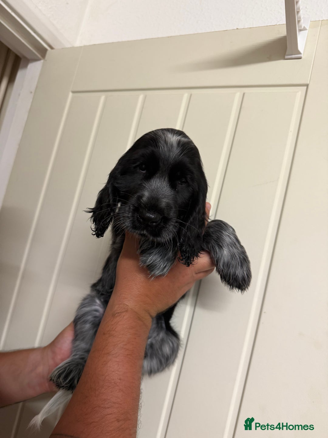 Cocker Spaniel dogs for sale: Show type Cocker Spaniels, ready to leave - Image 3
