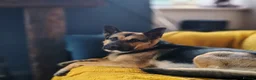 German Shepherd dogs for sale: German Shepherd Puppies Home Bred - Advert 8