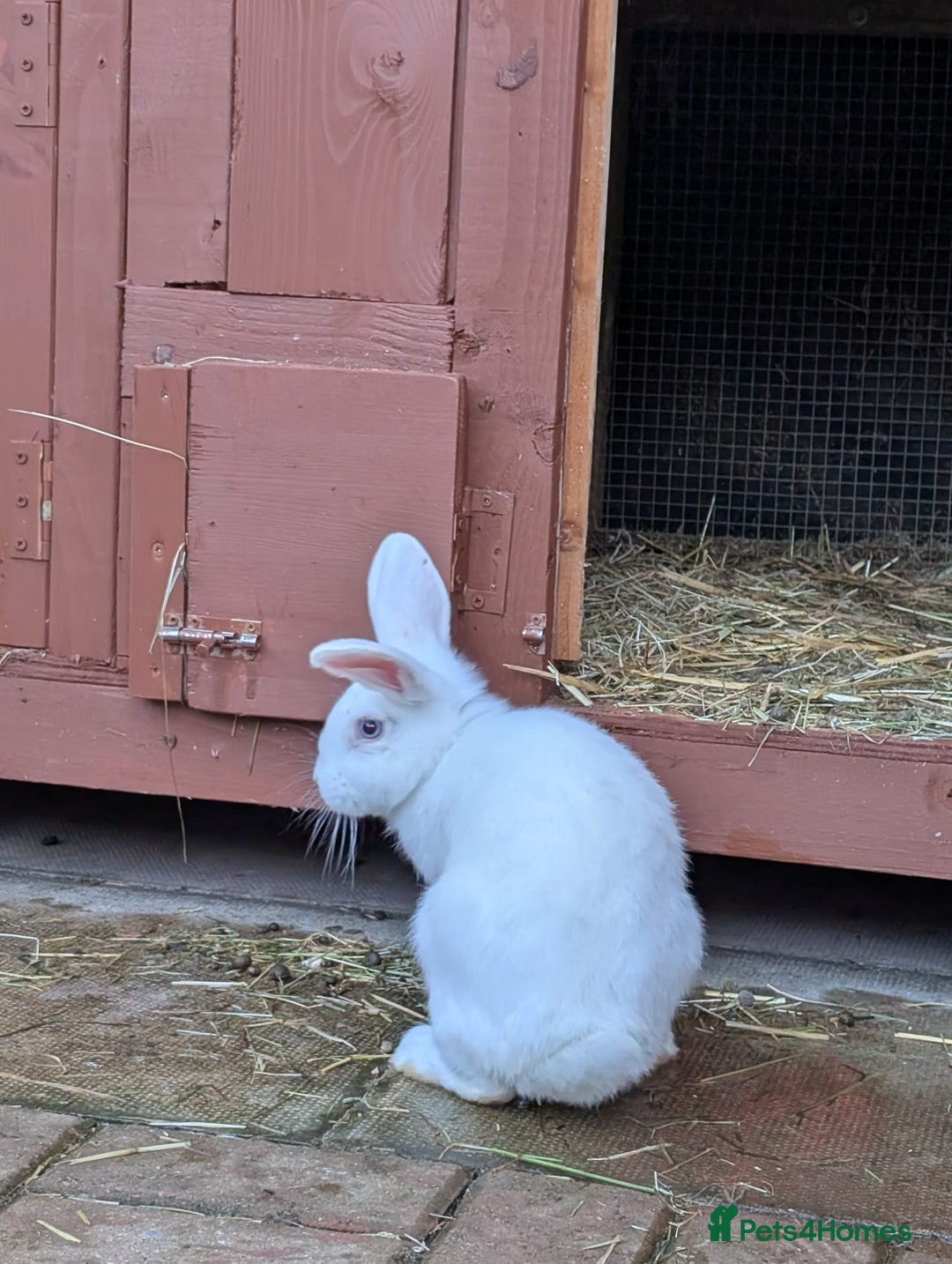Mixed Breed rabbits for sale: Mixed breed rabbits  - Advert 4