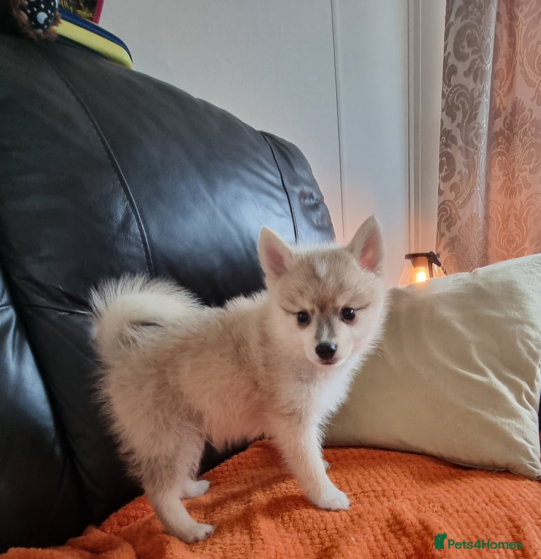 Pomsky dogs for stud: Stunning Proven F1 Wolf Grey Pomsky For Stud in Cambridge - Advert 6