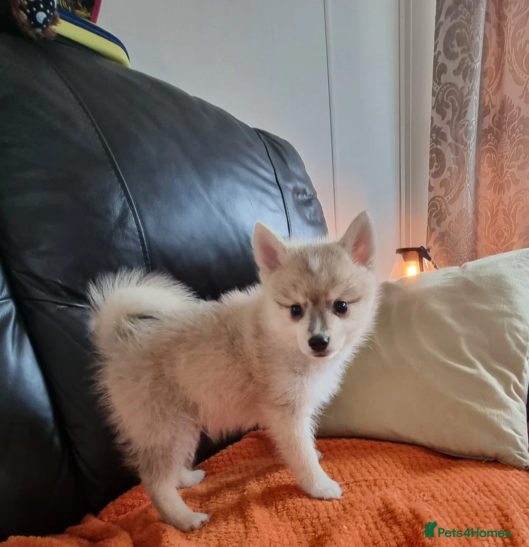 Pomsky dogs for stud: Stunning Proven F1 Wolf Grey Pomsky For Stud in Cambridge - Advert 6