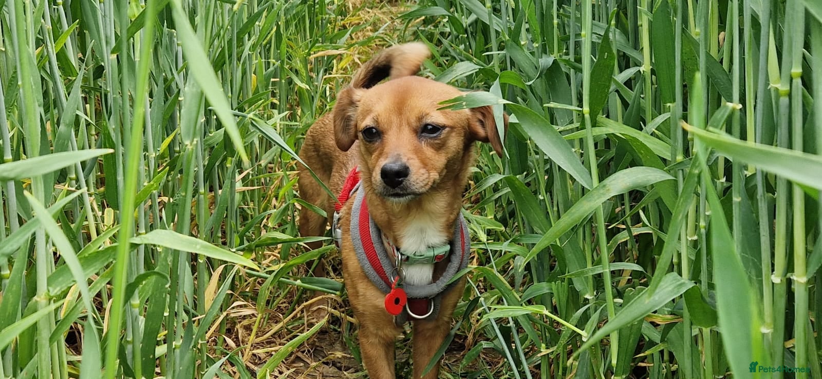 Mixed Breed dogs Border Terrier Cross Puppies - Advert 1