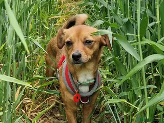 Mixed Breed dogs Border Terrier Cross Puppies - Advert 1