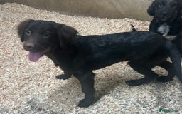 Mixed Breed dogs for sale: Cocker Pei (Mini Hippo) - Image 2