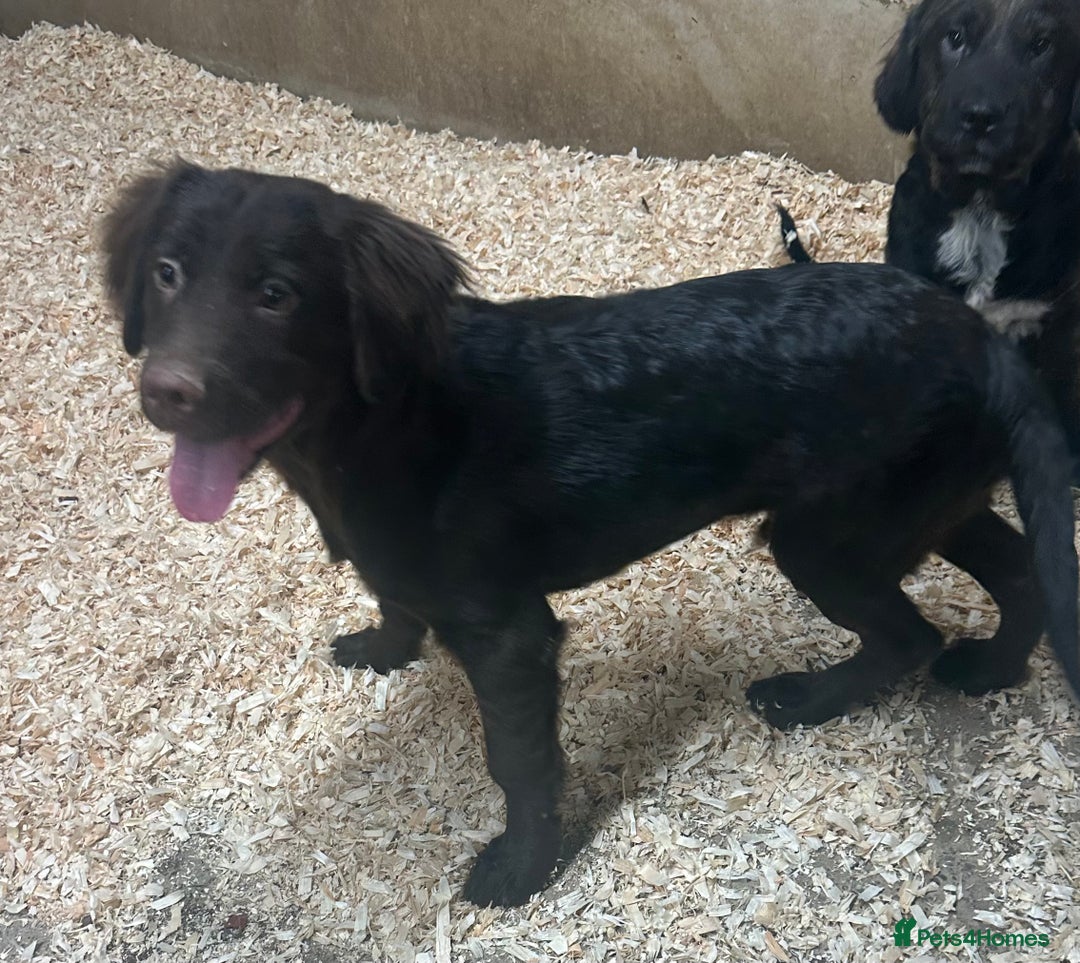Mixed Breed dogs for sale: Cocker Pei (Mini Hippo) - Image 2