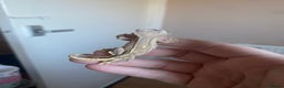 Gecko reptiles for sale: Crested Gecko Babies - Advert 5