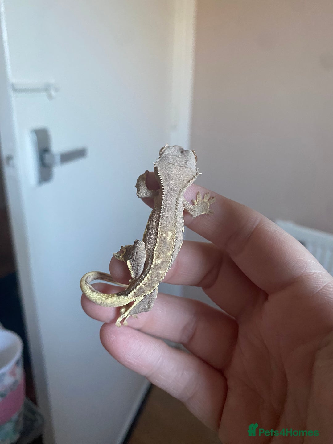 Gecko reptiles for sale: Crested Gecko Babies - Advert 5