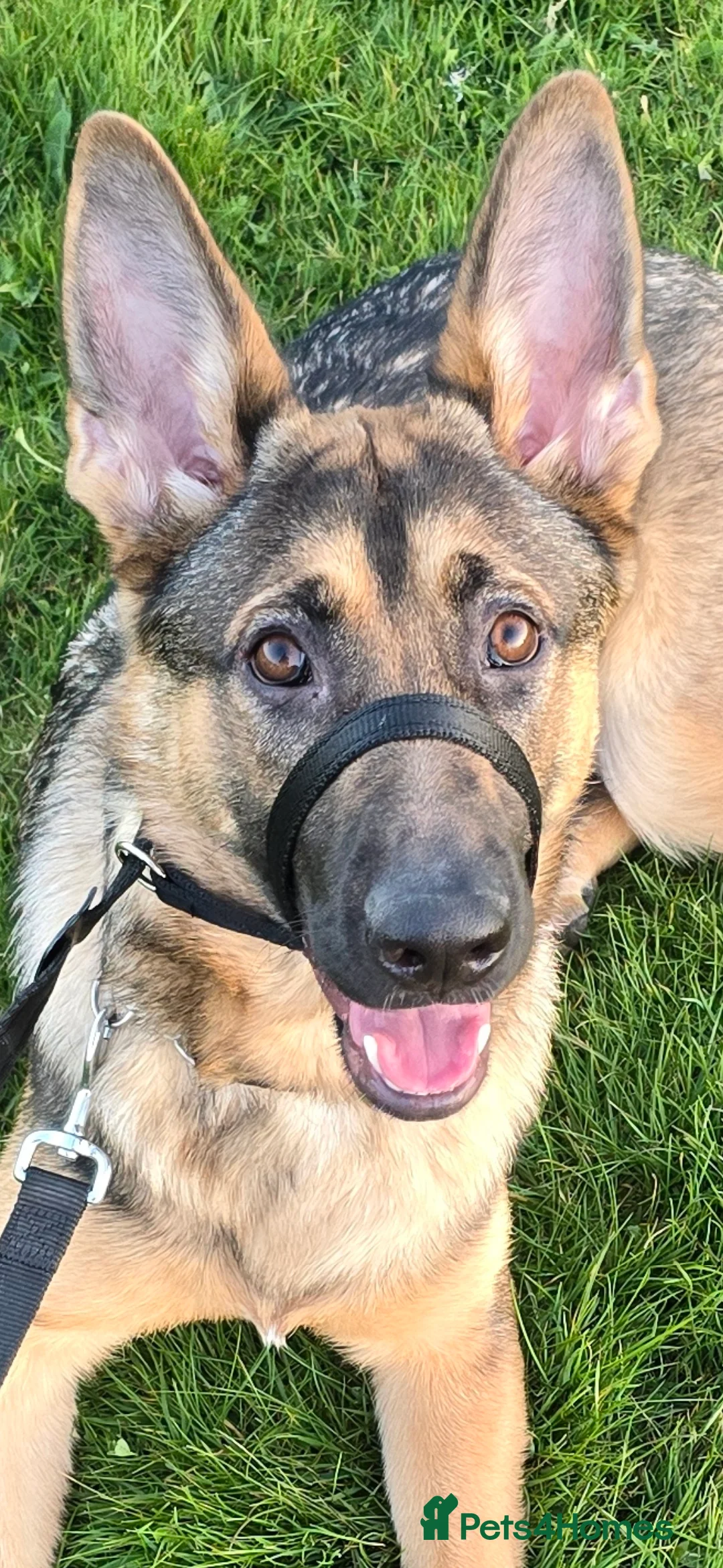 German Shepherd dogs for sale: Bella  - Advert 5