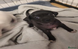 Chihuahua dogs for sale: Chihuahua puppies for sale - Image 3
