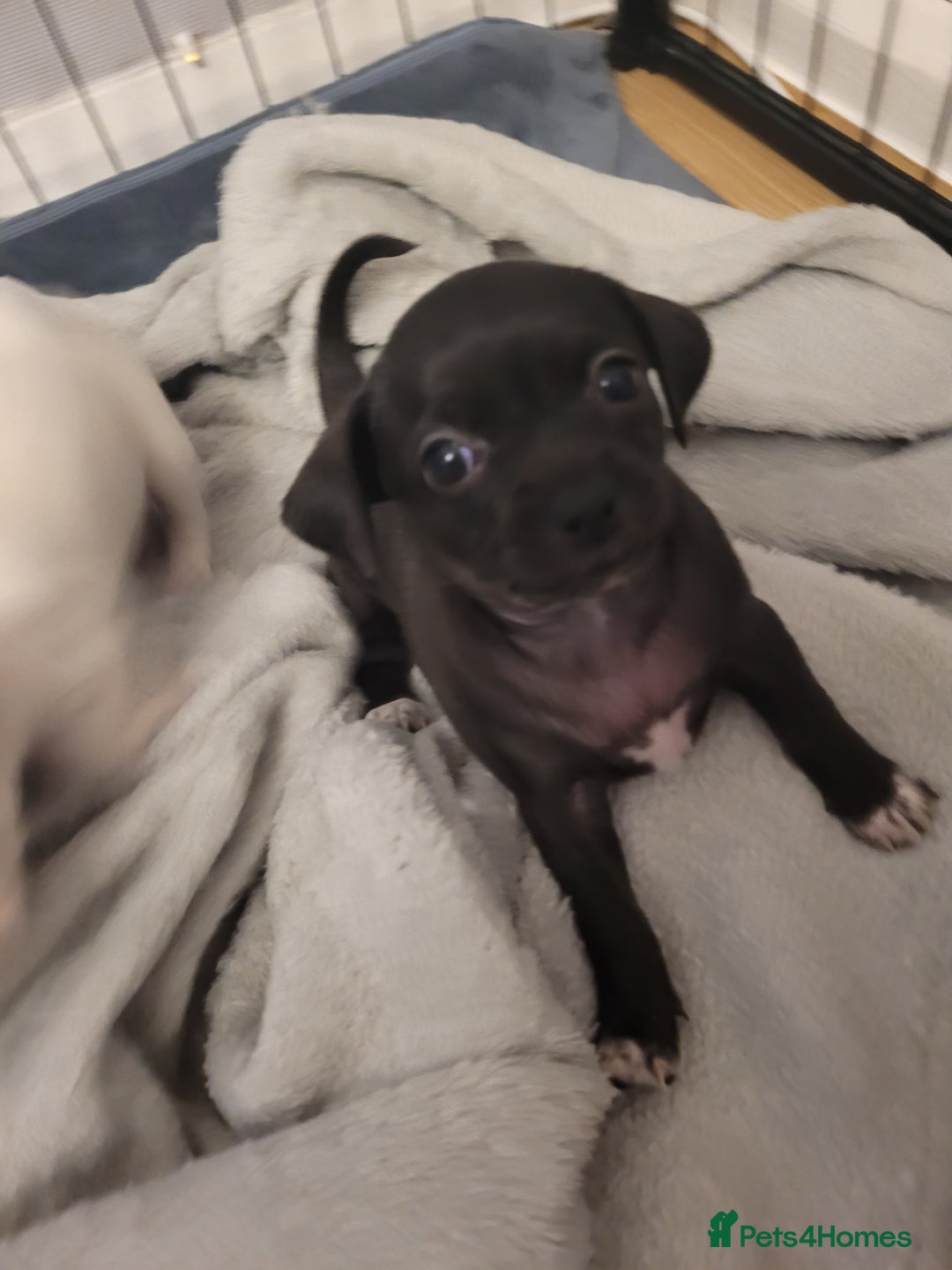 Chihuahua dogs for sale: Chihuahua puppies for sale - Image 3